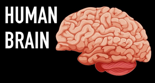 Organo interno umano con cervello