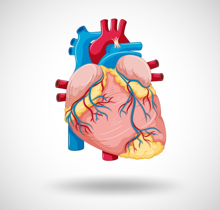 Vettore gratuito organo interno umano con cuore