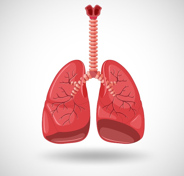 Organo interno umano con polmoni