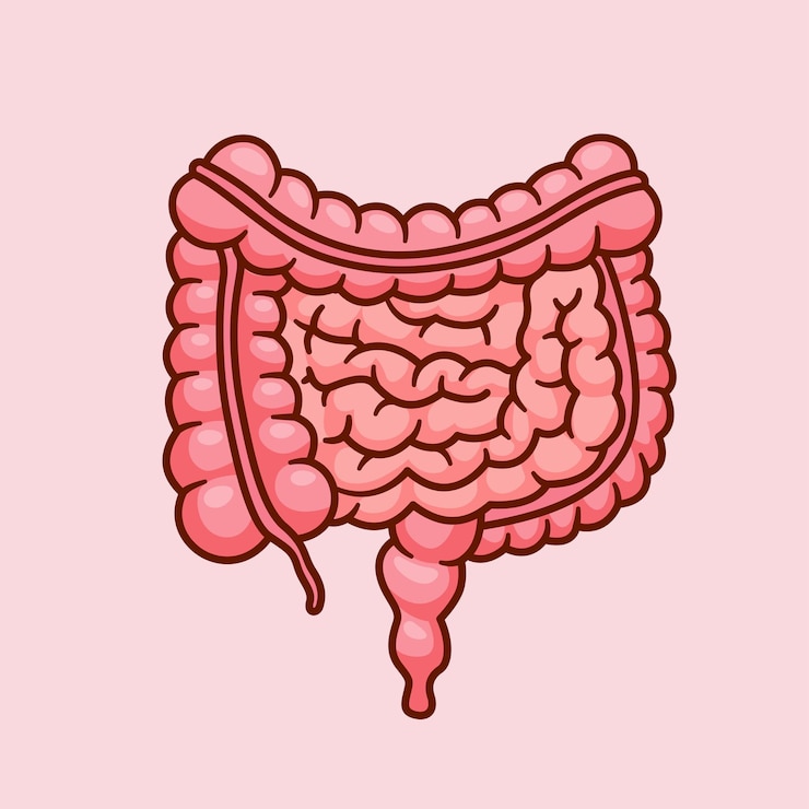 Vettore gratuito organo intestinale umano cartoon vector icon illustration education object icon isolated flat vector