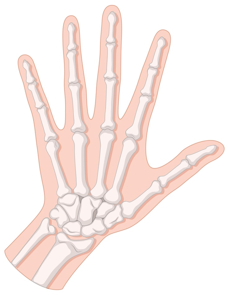 Vettore gratuito osso dentro la mano umana