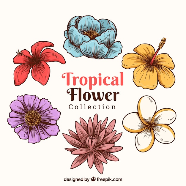 Pacchetto di fiori tropicali disegnati a mano creativa