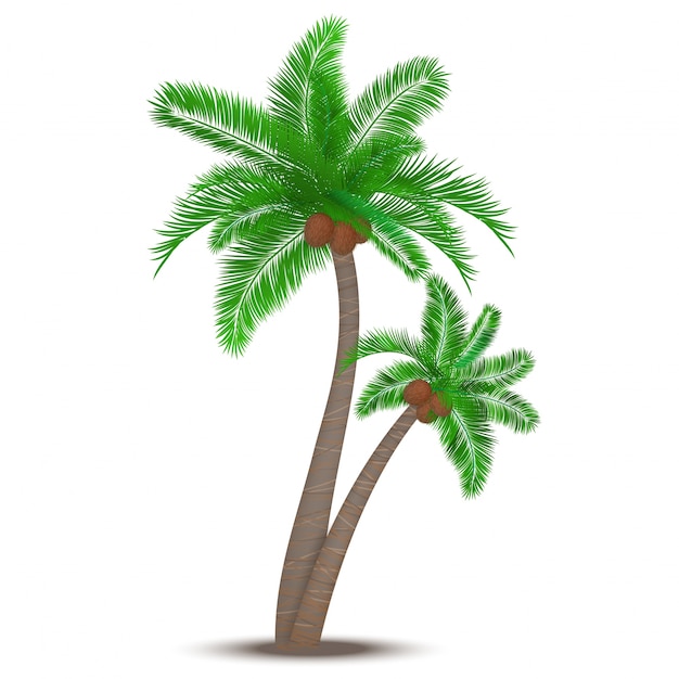 Palma tropicale con simbolo di cocco isolato illustrazione vettoriale