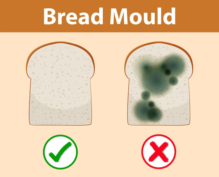 Vettore gratuito pane non commestibile con muffa