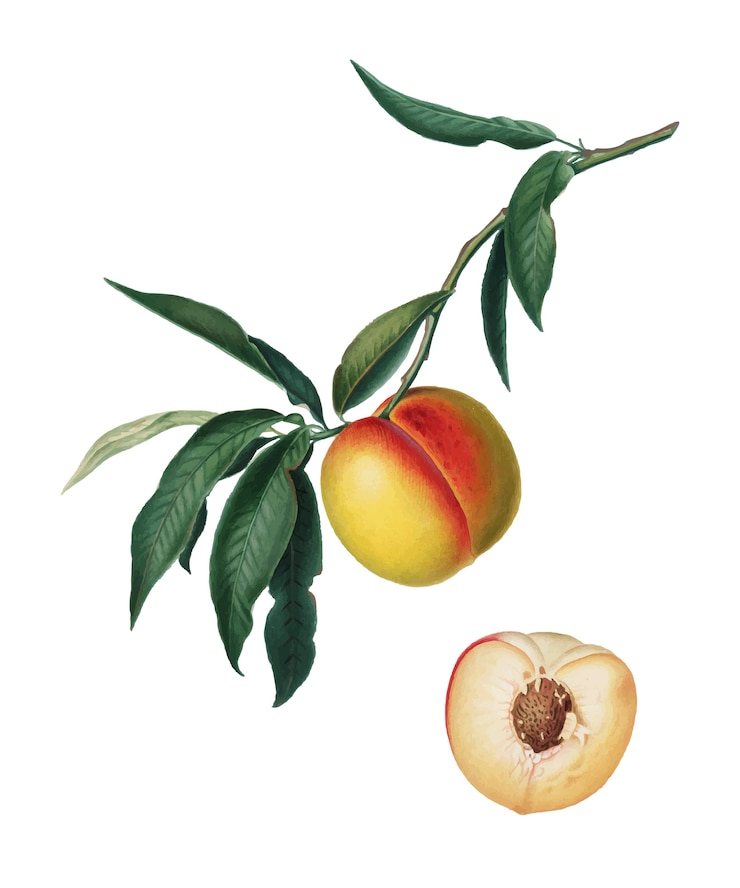 Vettore gratuito peach dall&#39;illustrazione di pomona italiana