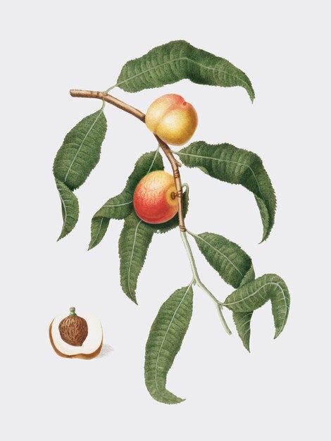 Peach dall&#39;illustrazione di Pomona Italiana