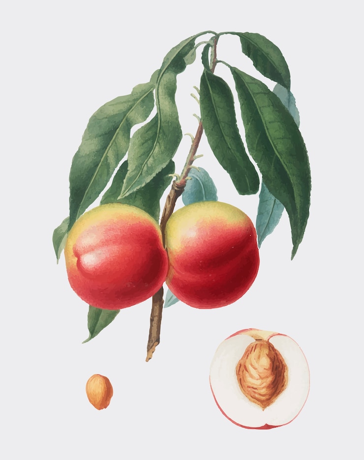 Vettore gratuito peach dall&#39;illustrazione di pomona italiana