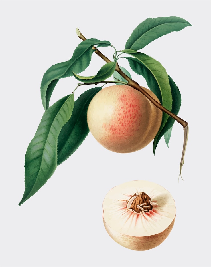 Vettore gratuito peach dall&#39;illustrazione di pomona italiana