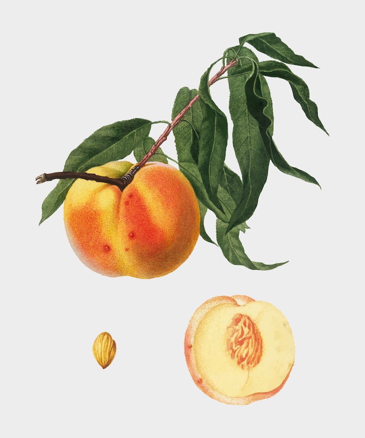 Vettore gratuito peach dall&#39;illustrazione di pomona italiana