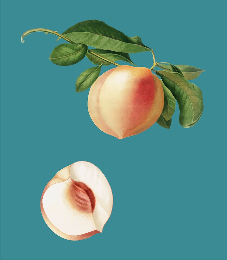 Vettore gratuito peach dall&#39;illustrazione di pomona italiana
