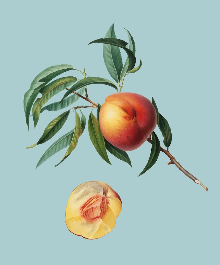 Vettore gratuito peach dall&#39;illustrazione di pomona italiana