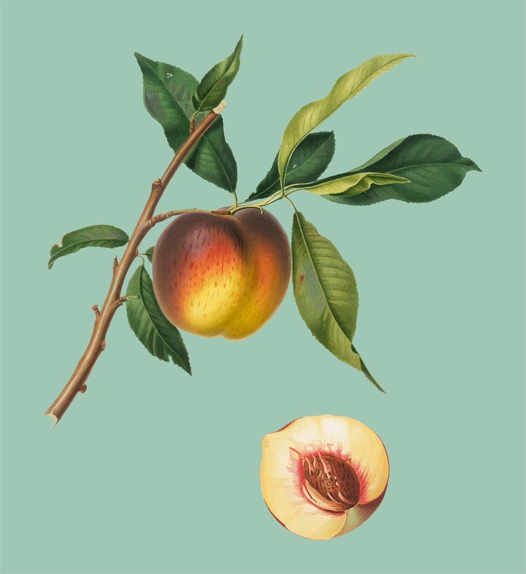 Vettore gratuito peach dall&#39;illustrazione di pomona italiana