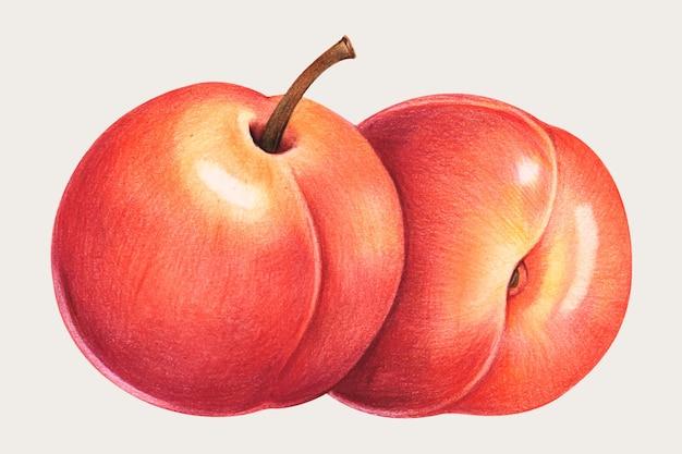 Peach disegnata a mano a matita colorata