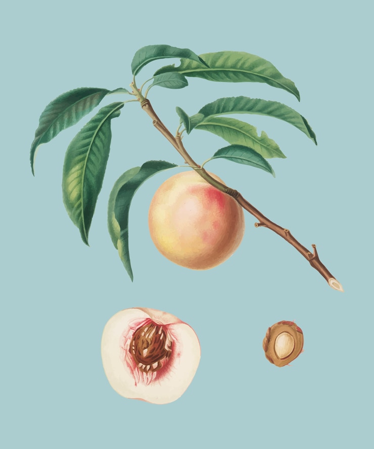 Vettore gratuito peach macchiato bianco dall&#39;illustrazione di pomona italiana