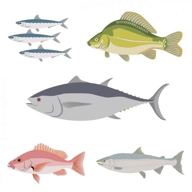 pesci collezione colorata