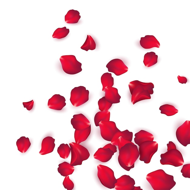 Petali di rosa rossa che cadono isolati su sfondo bianco. Illustrazione vettoriale EPS10