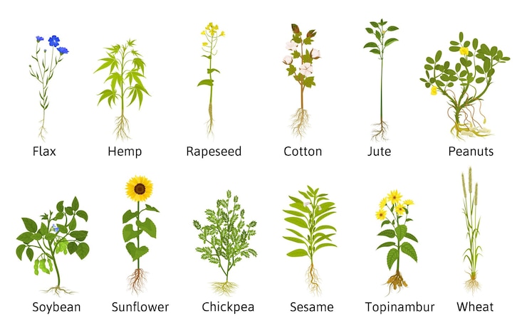 Vettore gratuito piante da fiori tecniche con icone piatte isolate di iuta di cotone di lino e altre piante utilizzabili illustrazione vettoriale