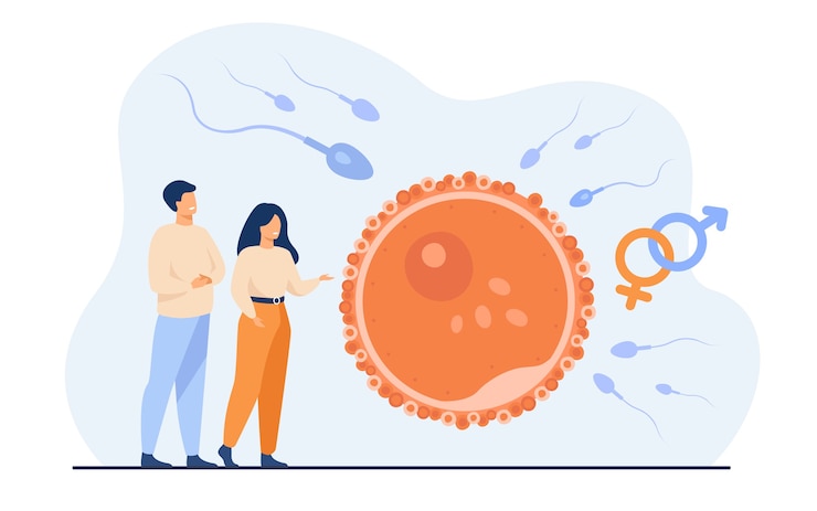 Vettore gratuito piccole persone che pianificano bambino piatto illustrazione vettoriale. sviluppo dell'embrione del fumetto e visualizzazione simbolica della riproduzione sana umana. fertilità e concetto di genitorialità