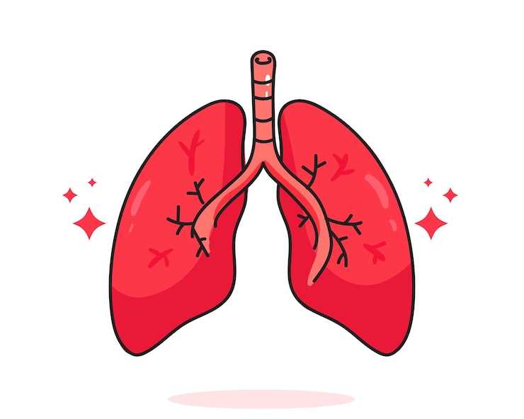 Vettore gratuito polmone umano anatomia biologia organo corpo sistema assistenza sanitaria e illustrazione di arte del fumetto disegnata a mano medica