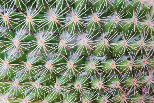 Primo piano della carta da parati della pianta del cactus