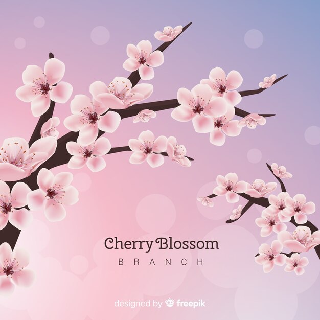 Priorità bassa dell&#39;albero del fiore di ciliegia
