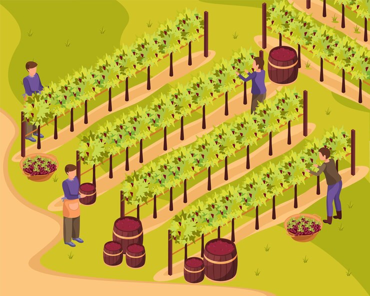 Vettore gratuito produzione di vino con illustrazione isometrica raccolta e vigneto