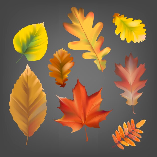 Raccolta del vettore delle foglie di autunno