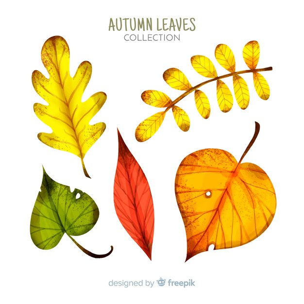 Raccolta delle foglie di autunno dell'acquerello