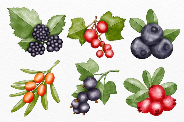 Raccolta di diversi frutti illustrati