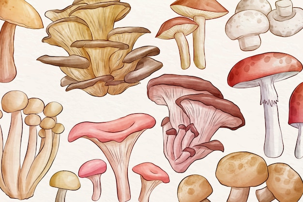 Raccolta di diversi funghi sfondo
