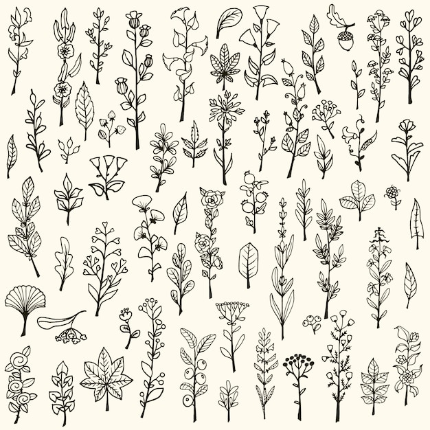 Raccolta di erbe Doodle strappo vettoriali e fiori