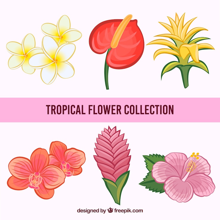 Vettore gratuito raccolta di fiori tropicali disegnati a mano