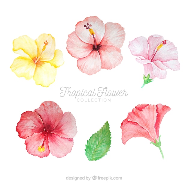 Raccolta di fiori tropicali in stile acquerello