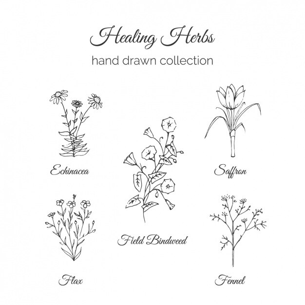 raccolta fiori disegnati a mano