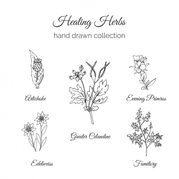 raccolta fiori disegnati a mano
