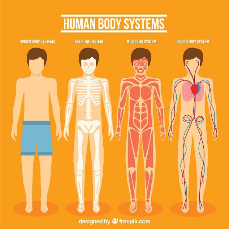 Vettore gratuito raccolta sistema del corpo umano