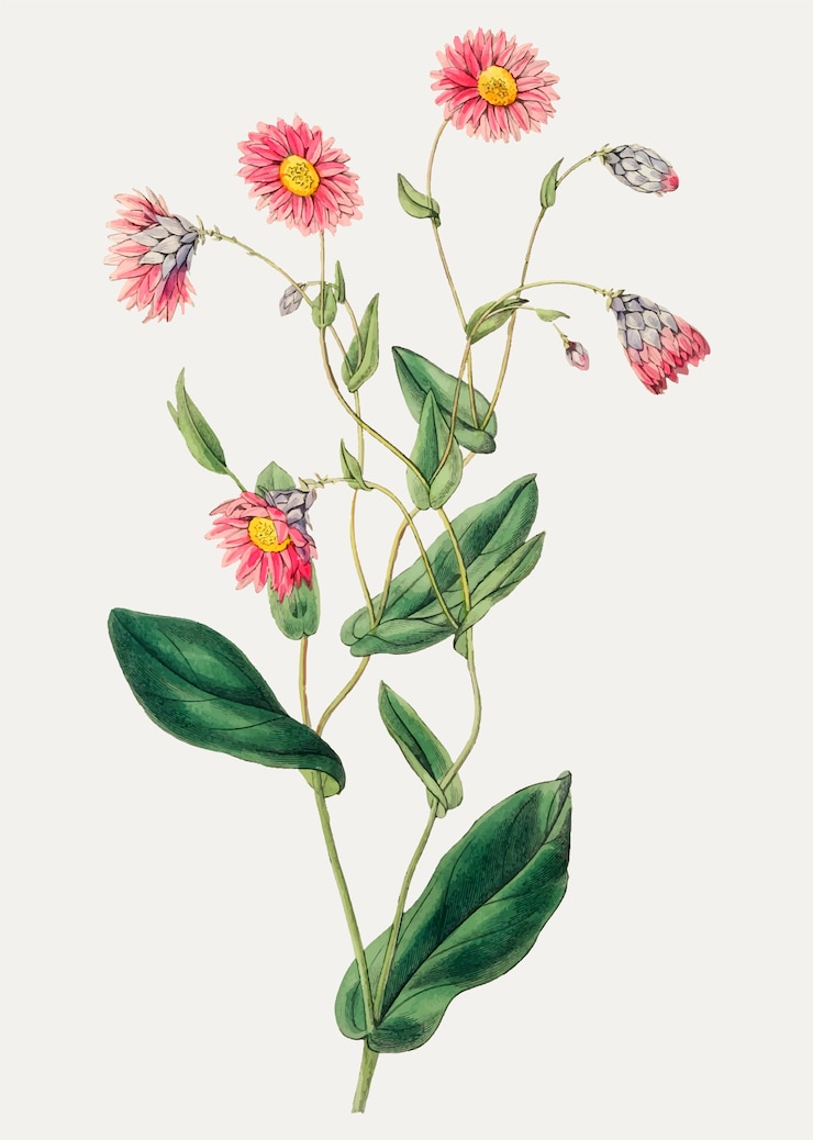 Vettore gratuito raggio di sole rosa