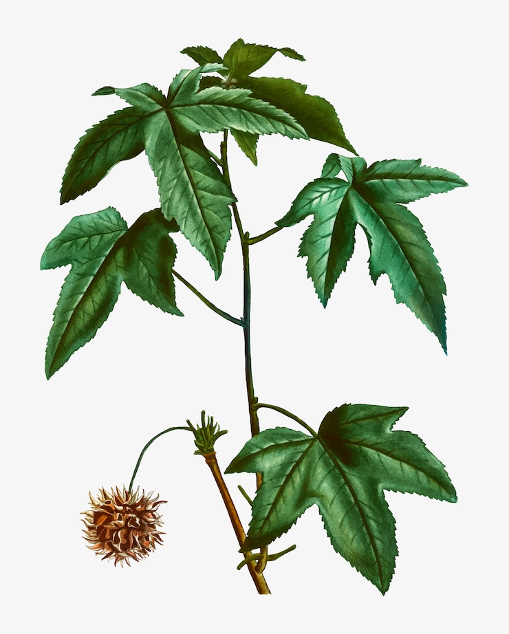 Vettore gratuito ramo di albero di sweetgum