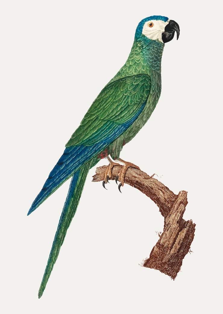 Vettore gratuito red-bellied macaw