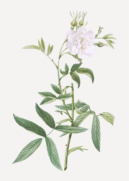 Rosa bianca di york in fioritura