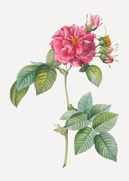 Rosa francofona rosa