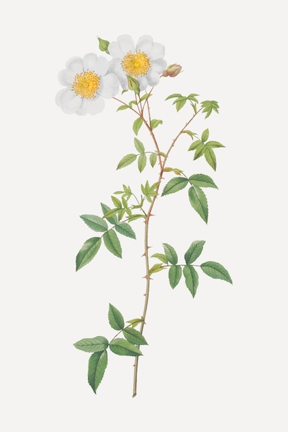 Rosa rampicante bianca