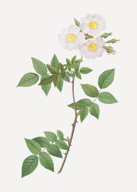 Rosa rosa collina bianca