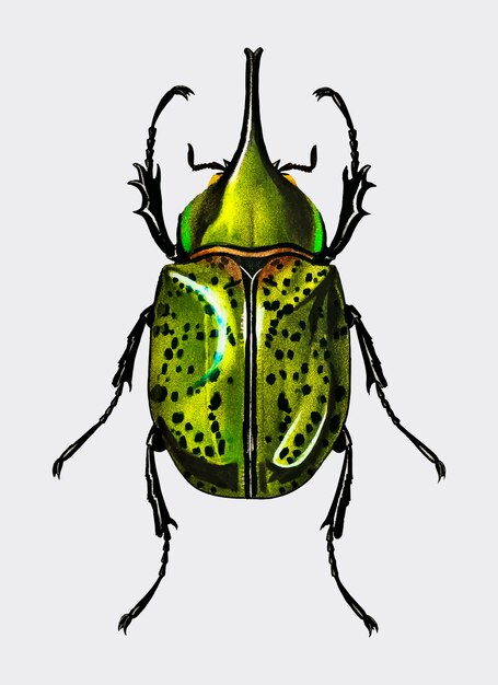 Scarabeo orientale Hecules Beetle (Scarabaeus Hyllus)
