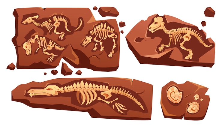 Vettore gratuito scheletri di dinosauri fossili, conchiglie di lumache sepolte, reperti di paleontologia. fumetto illustrazione di sezioni di pietra con ossa di rettili preistorici e ammoniti isolati su sfondo bianco