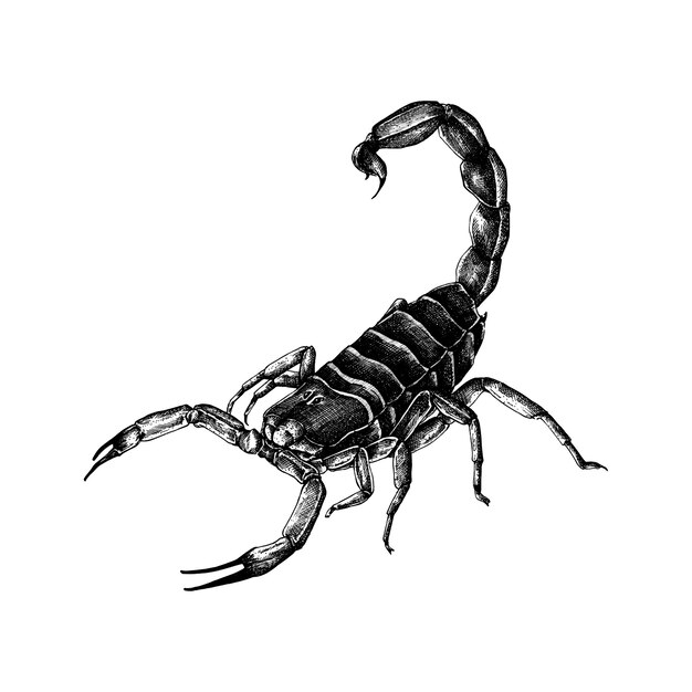 Scorpione disegnato a mano isolato su sfondo bianco