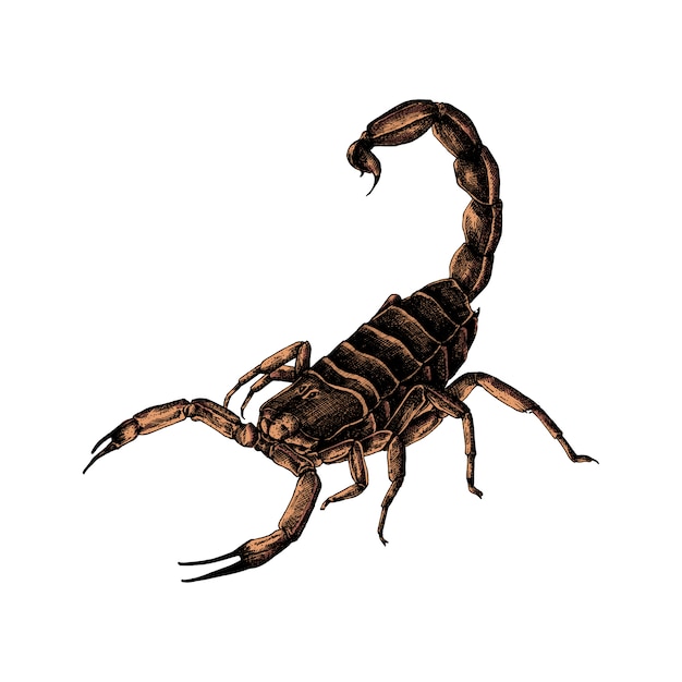Scorpione disegnato a mano isolato su sfondo bianco