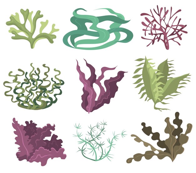 Set di alghe marine. Alghe verdi viola e marroni isolate su priorità bassa bianca. Raccolta di illustrazioni vettoriali per la vita oceanica, pianta marina, flora sottomarina, concetto di natura
