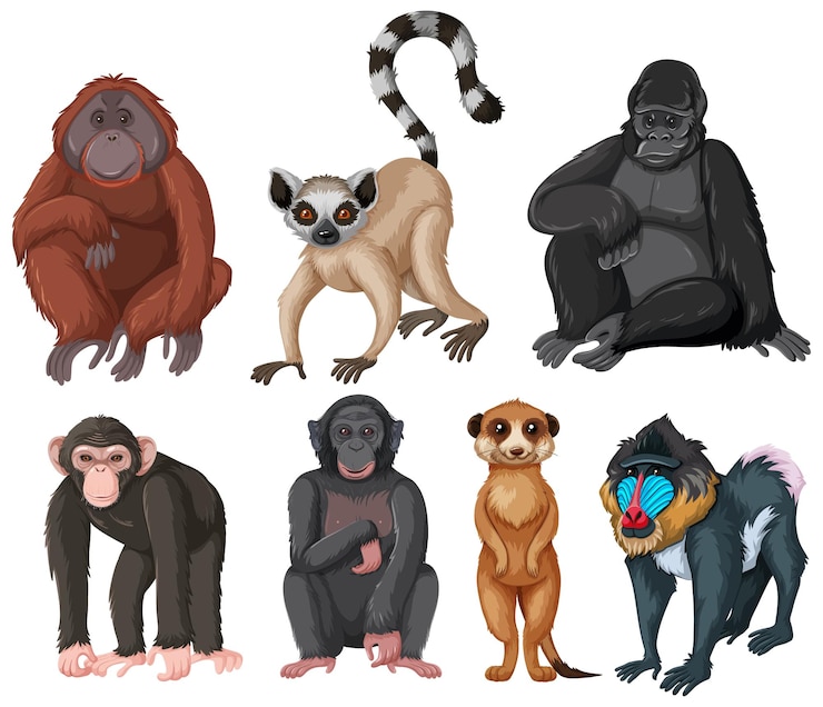 Vettore gratuito set di animali scimmia