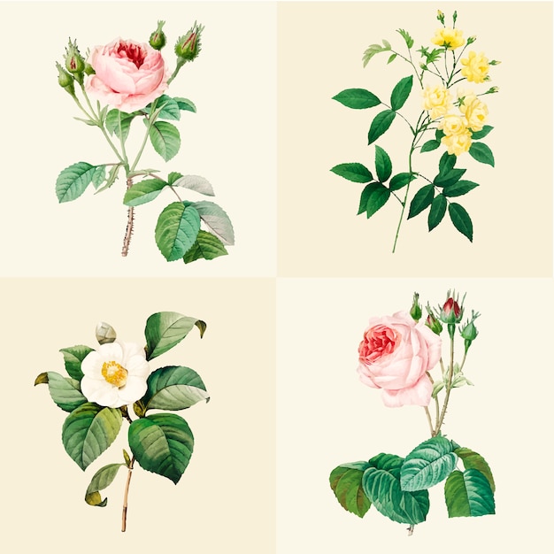Set di belle rose in fiore
